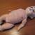 ANTIQUE DOLL 1800s GERMAN BISQUE SLEEPING EYES Composition Body 13 thumbnail